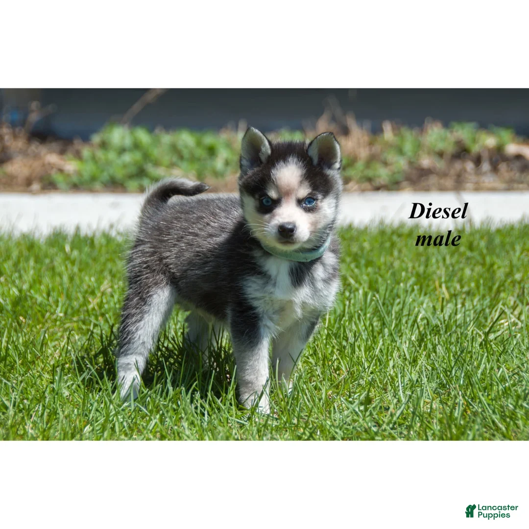 Alaskan Klee Kai dogs for sale: Diesel - Ad 1