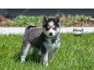 Alaskan Klee Kai dogs Diesel - Ad 2