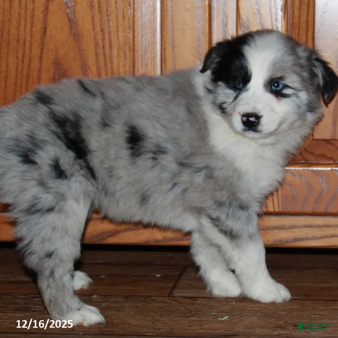 Australian Shepherd dogs for sale: Carla BLUE EYES - Ad 2