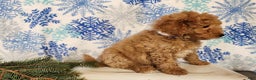 Mini Goldendoodle dogs for sale: Nash - Ad 8