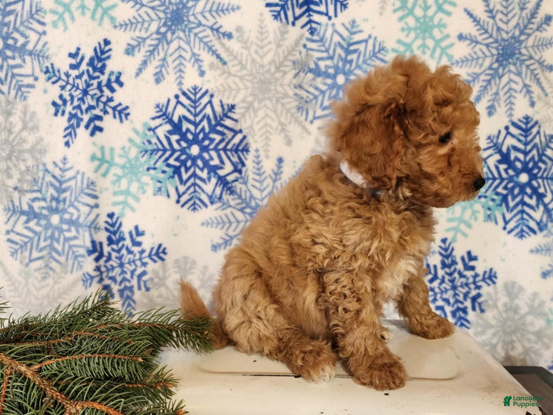 Mini Goldendoodle dogs for sale: Nash - Ad 8
