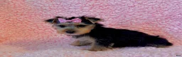 Yorkshire Terrier dogs for sale: Melody toy Yorkshire  - Ad 3