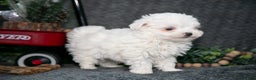 Maltese dogs for sale: Winston - Ad 1