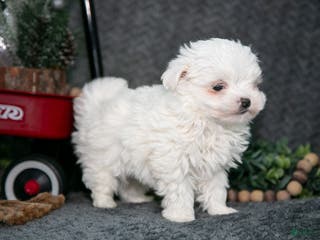 Maltese dogs Winston - Ad 27
