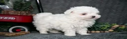 Maltese dogs for sale: Winston - Ad 1