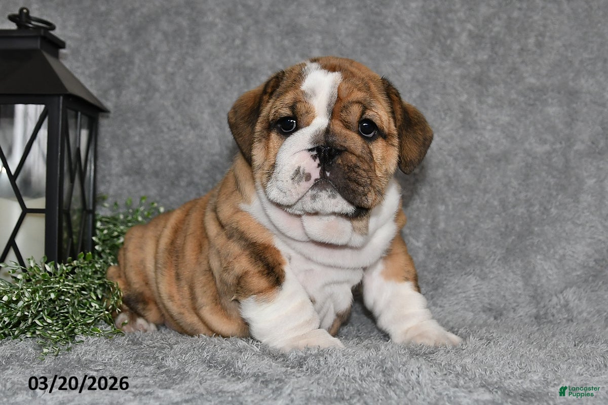 English Bulldog dogs Zeke - Ad 1
