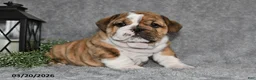 English Bulldog dogs for sale: Zeke - Ad 1