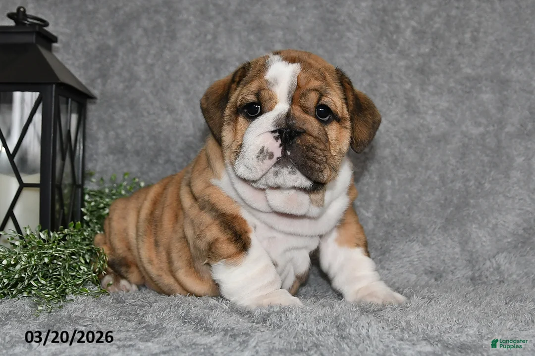 English Bulldog dogs for sale: Zeke - Ad 1