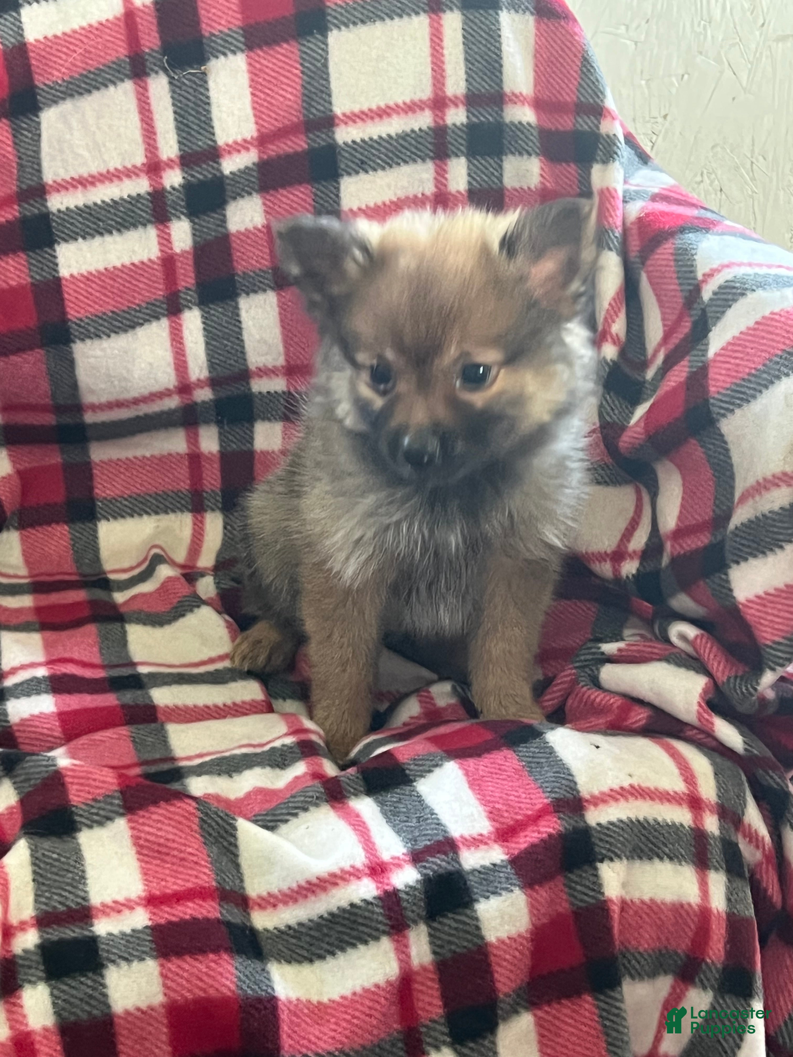 Pomeranian dogs Marlene - Ad 1