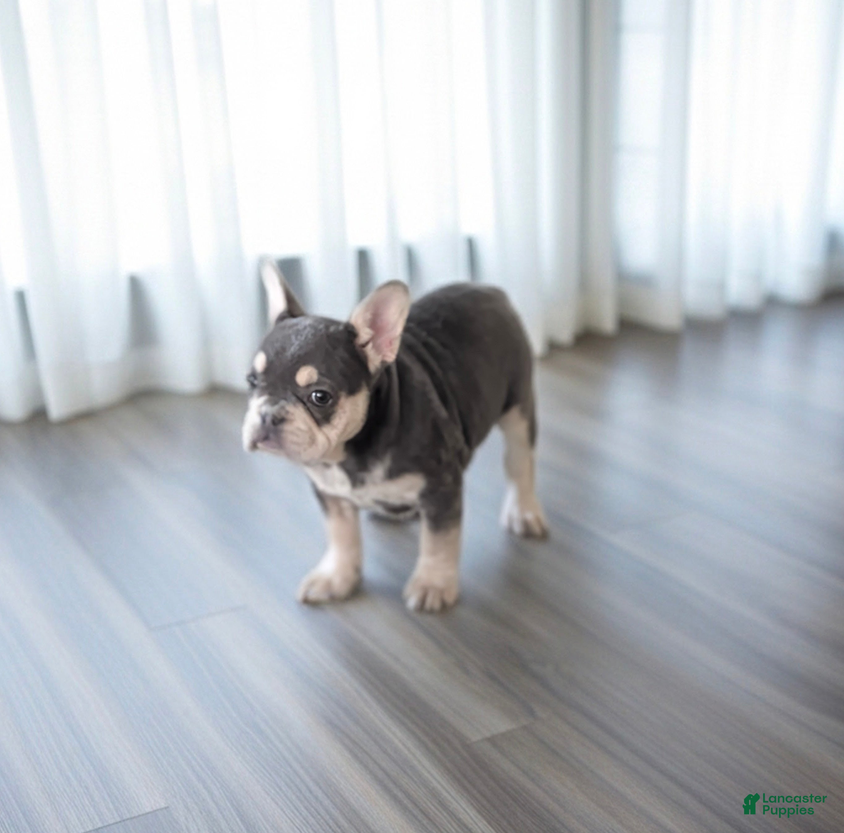 French Bulldog dogs Corrine - Ad 2