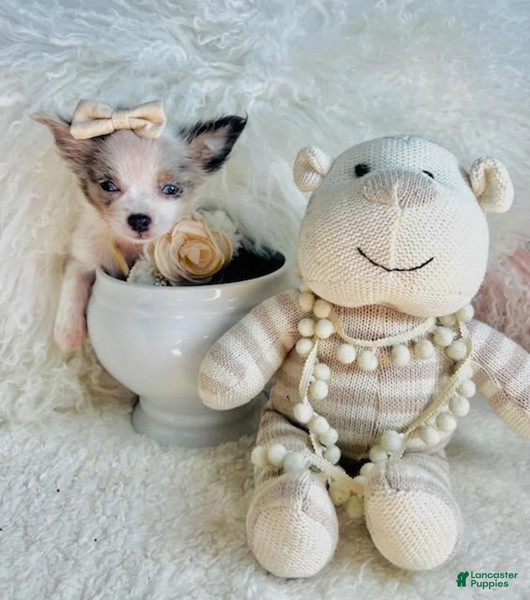 Chihuahua dogs for sale: Chihuahua 1 - Ad 2