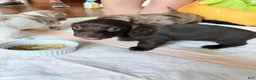 Dachshund dogs for sale: Dark Chocolate - Ad 21