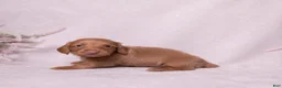 Miniature Dachshund dogs for sale: Peanut - Ad 5