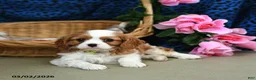 Cavalier King Charles Spaniel dogs for sale: Kujo - Ad 3