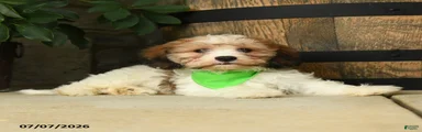 Teddy