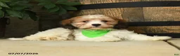 Cavachon dogs for sale: Teddy - Ad 1