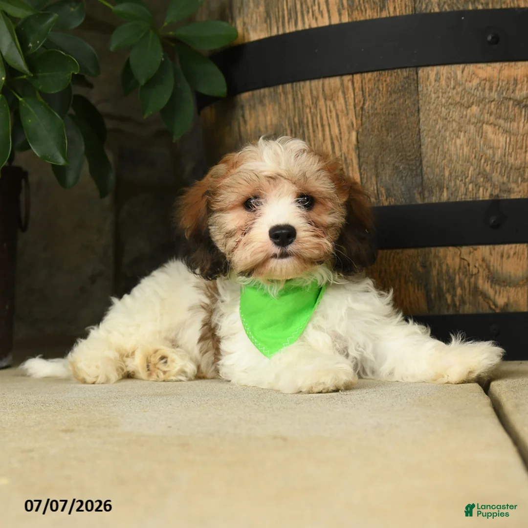 Cavachon dogs for sale: Teddy - Ad 1
