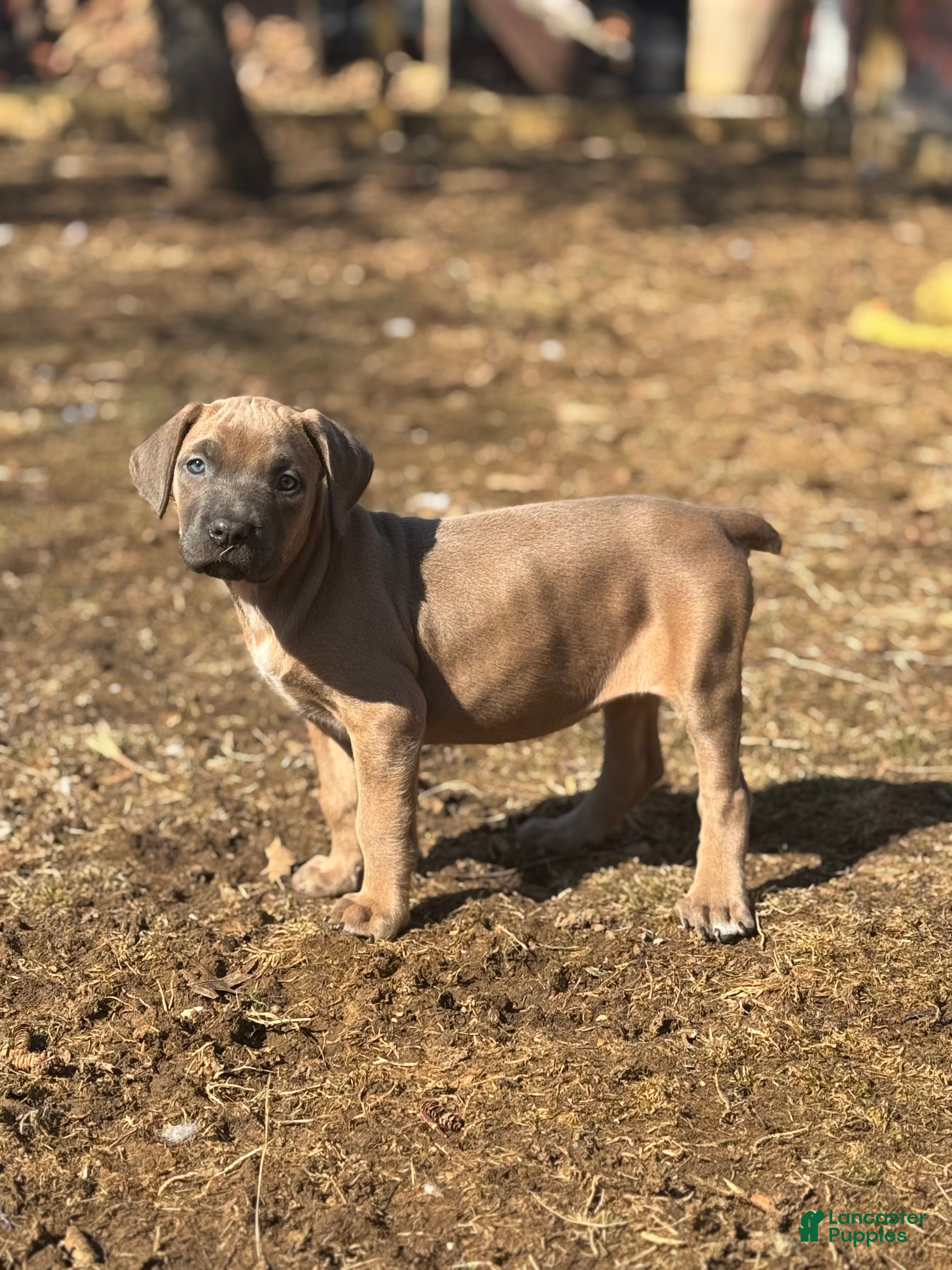 Cane Corso dogs Capri - Ad 2