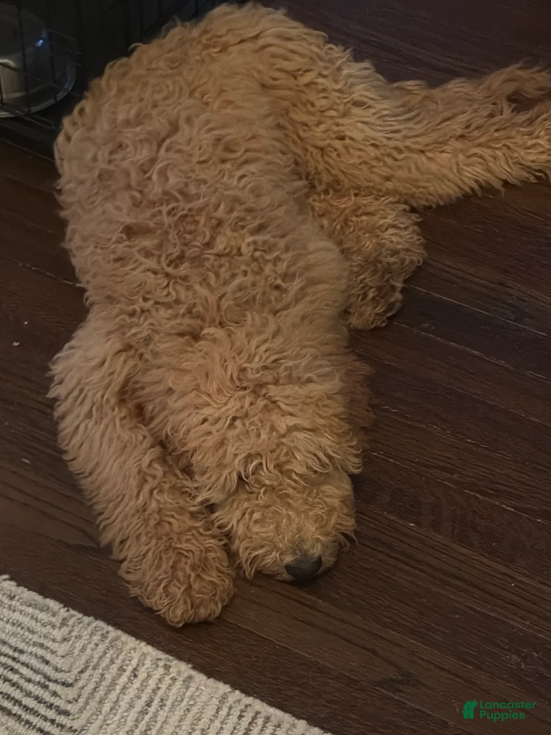 Goldendoodle dogs for sale: Goldendoodle Puppy 1 - Ad 2