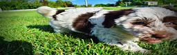 Havapoo dogs for sale: Chippy - Ad 9