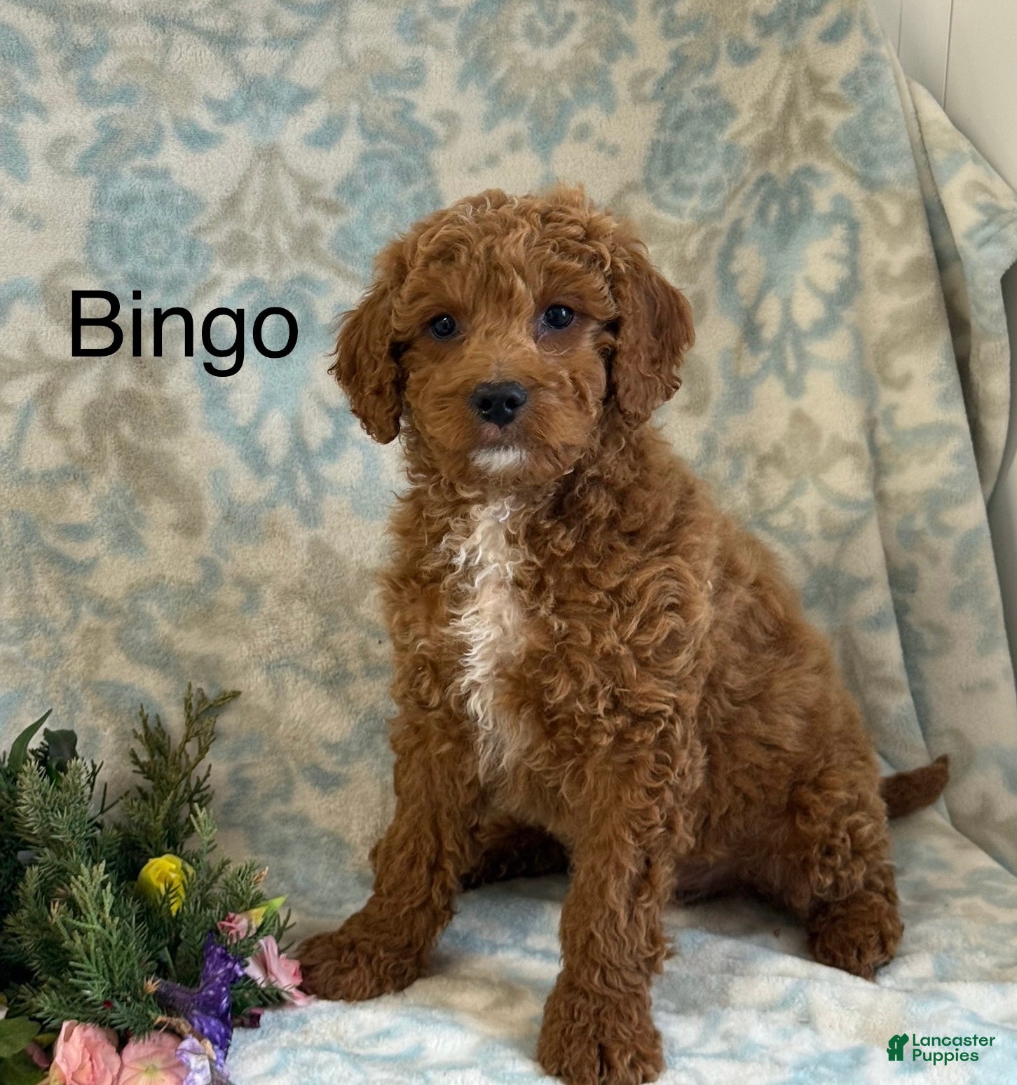 Mini Goldendoodle dogs Bingo - Ad 1