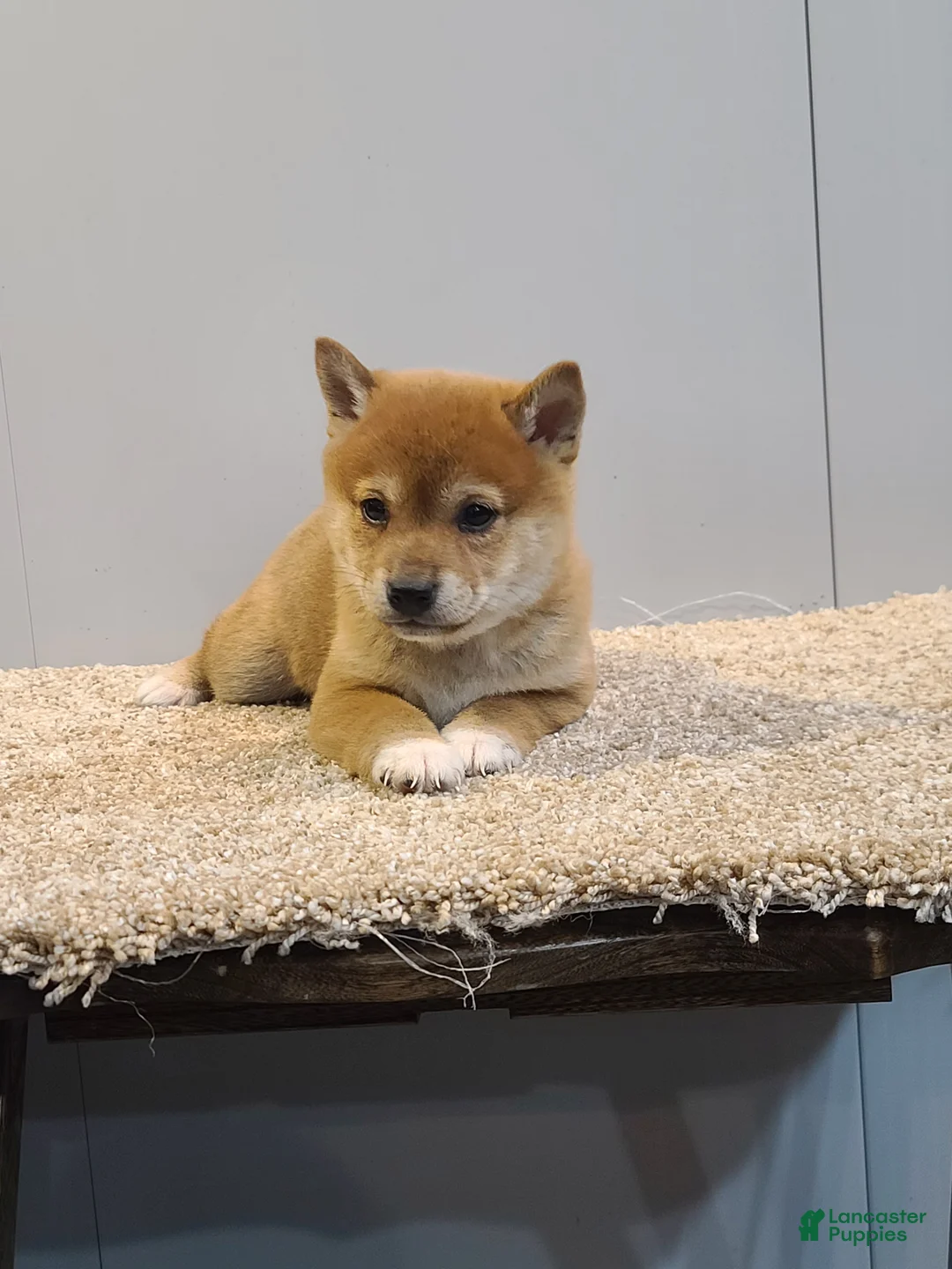 Shiba Inu dogs for sale: Tex - Ad 4