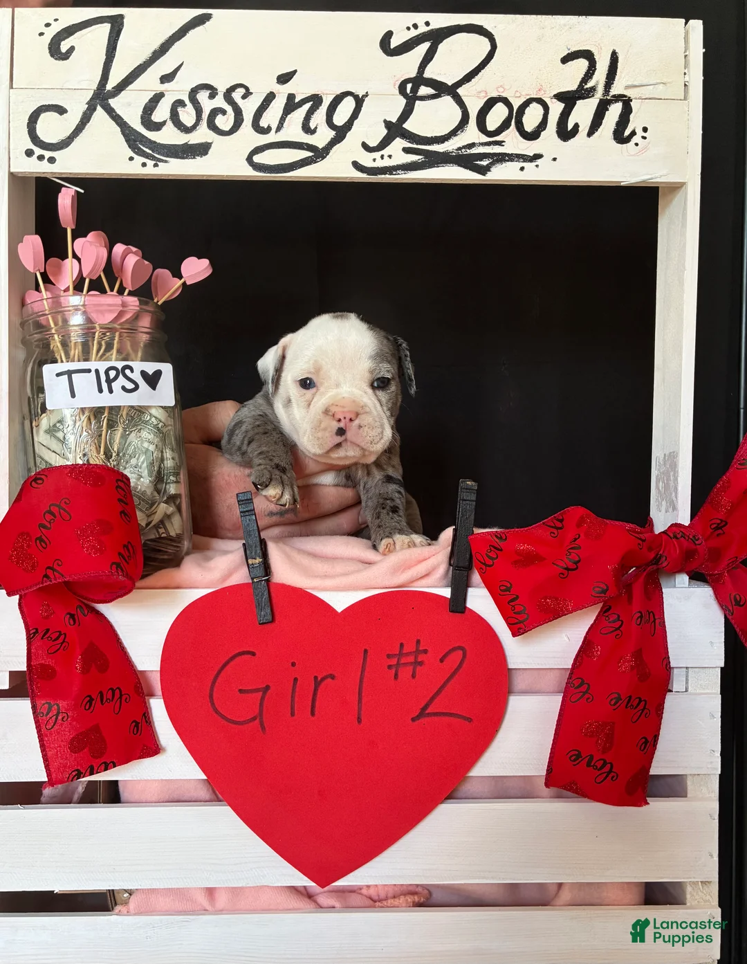 Olde English Bulldogge dogs for sale: Olde English Bulldogge Puppy 8 - Ad 6