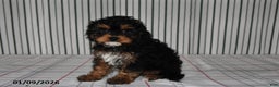 Cavapoo dogs for sale: Buddy - Ad 3