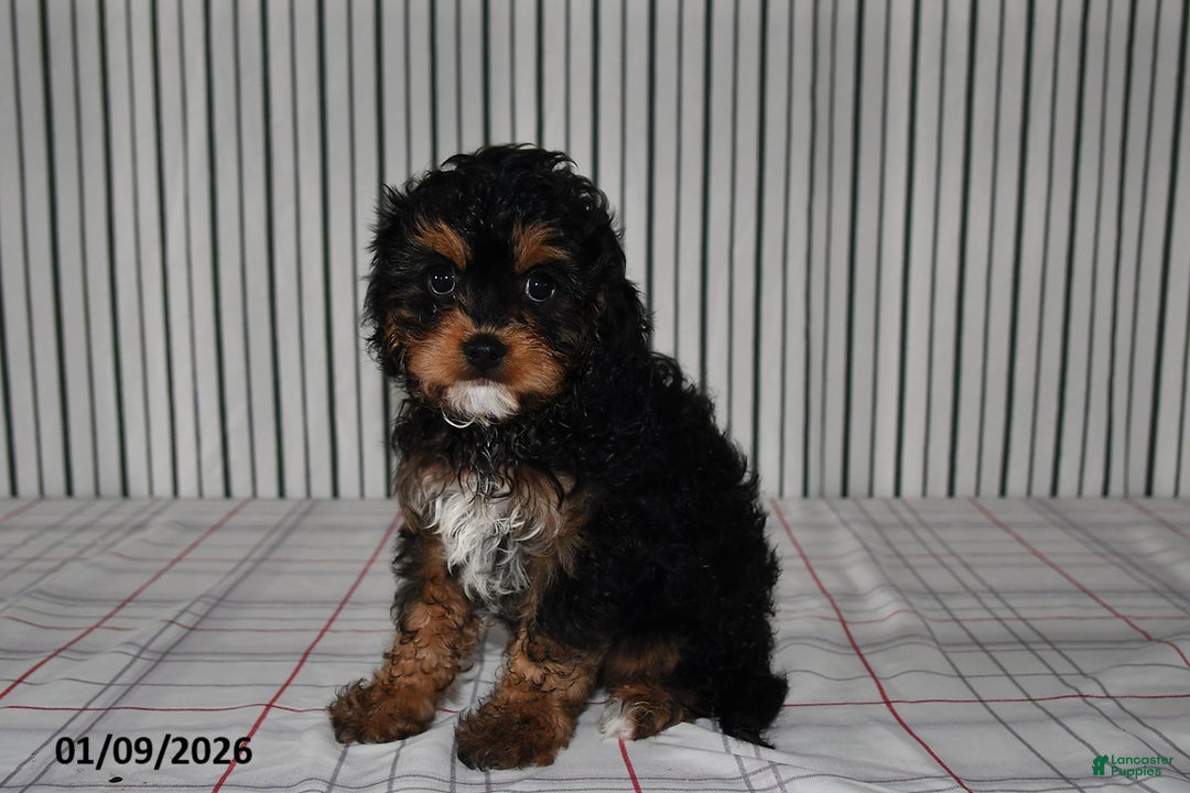 Cavapoo dogs for sale: Buddy - Ad 3