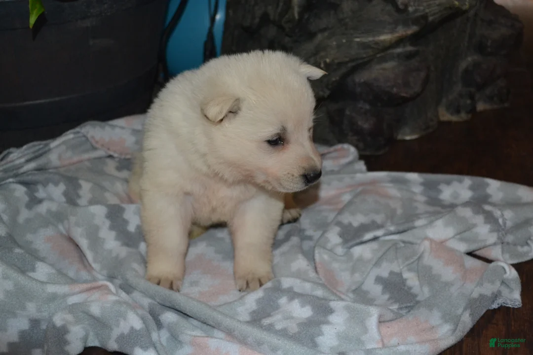 German Shepherd dogs for sale: Sage - Ad 2