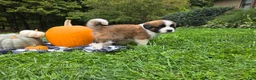 Saint Bernard dogs for sale: Maverick - Ad 7