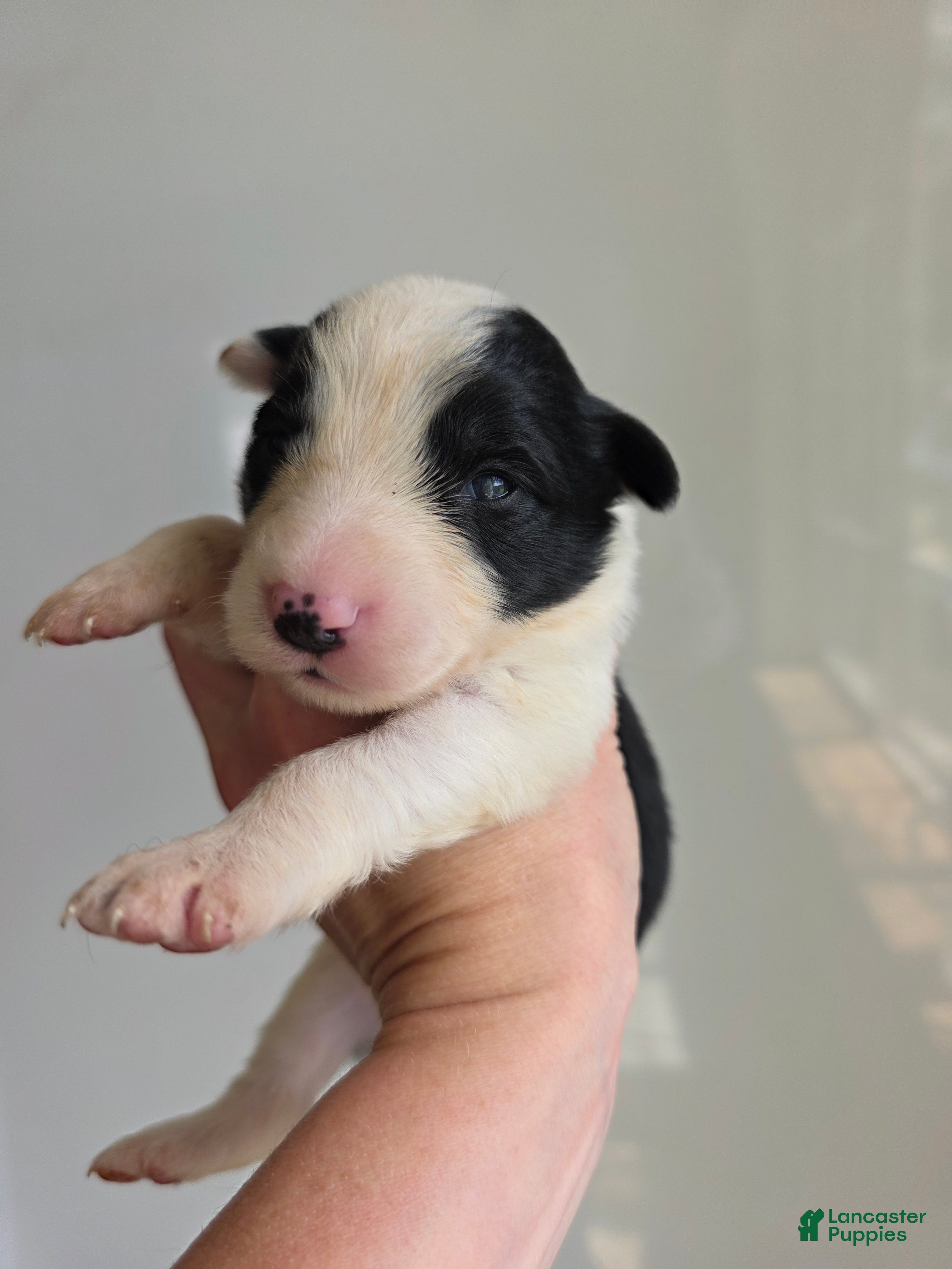 Border Collie dogs Goldie - Ad 5