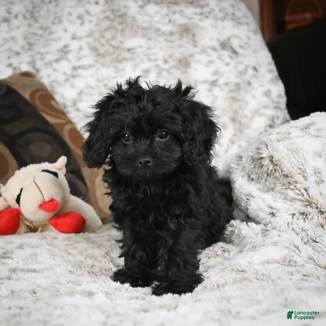 Cavapoo dogs for sale: Saco - Ad 9