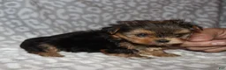 Yorkshire Terrier dogs for sale: Sondra - Ad 9