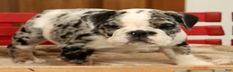 English Bulldog dogs for sale: Blue Jazz - Ad 8