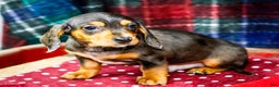Miniature Dachshund dogs for sale: Stevie - Ad 4