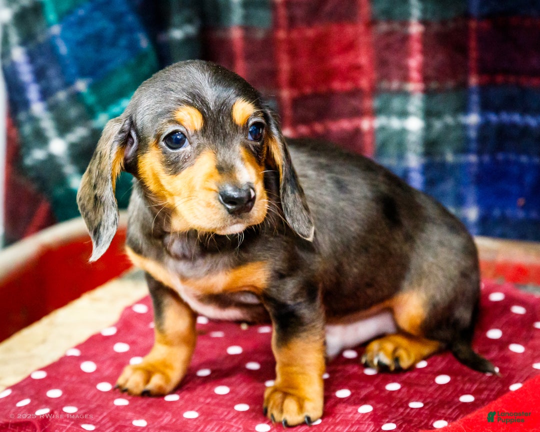 Miniature Dachshund dogs for sale: Stevie - Ad 4