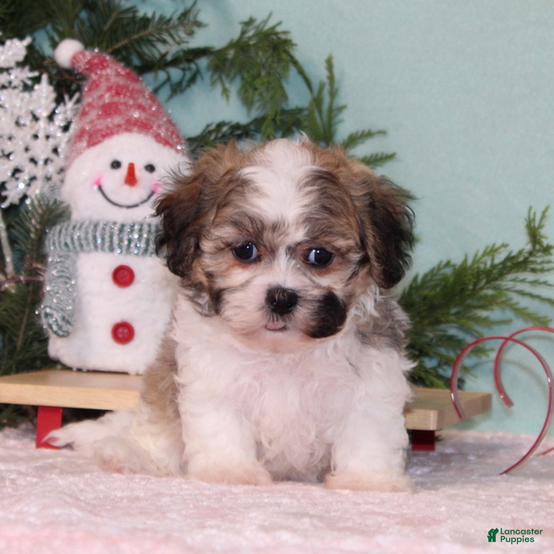 Teddy Bear dogs for sale: Kringle - Ad 1