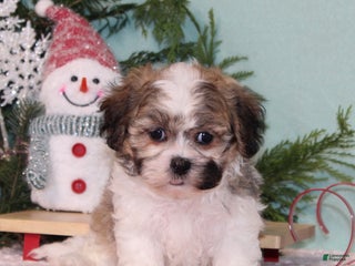 Teddy Bear dogs Kringle - Ad 14