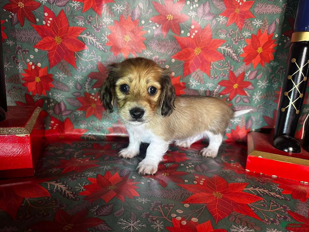 Dachshund dogs for sale: Daffy - Ad 2