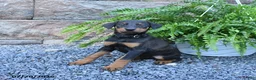 Doberman Pinscher dogs for sale: Polly - Ad 4