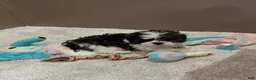 Malshi dogs for sale: Coco - Ad 4