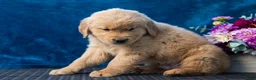 Golden Retriever dogs for sale: Spencer - Ad 6