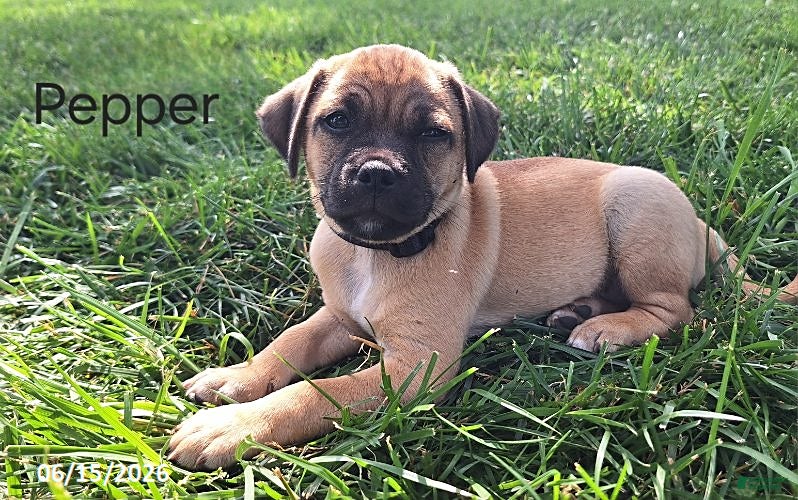 Jug dogs Pepper - Ad 2