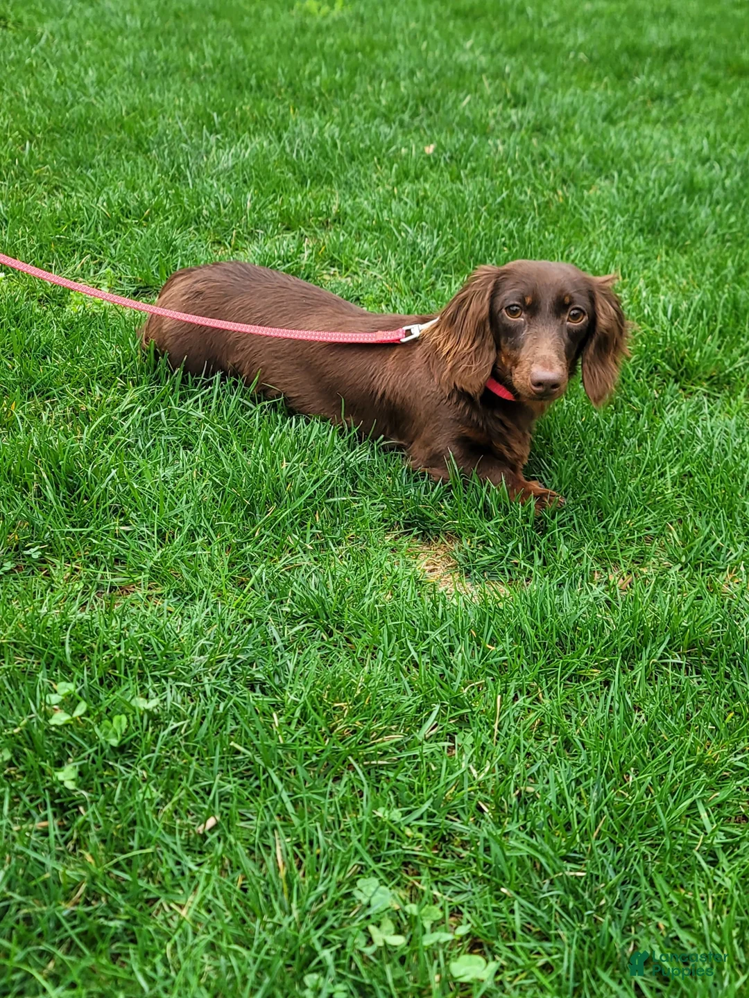 Miniature Dachshund dogs for sale: Hank - Ad 3