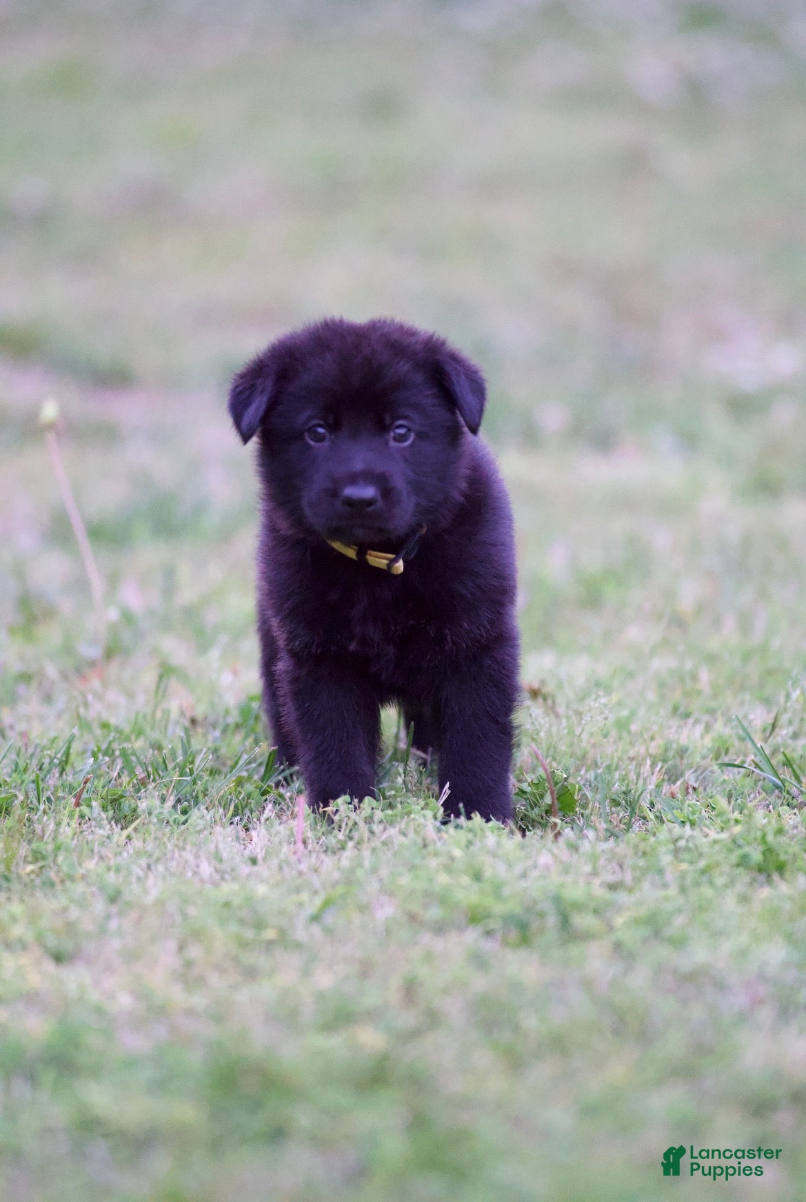 German Shepherd dogs German Shepherd Puppy 4 - Ad 39