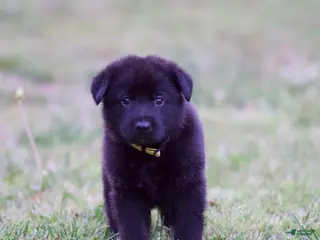 German Shepherd dogs German Shepherd Puppy 4 - Ad 39