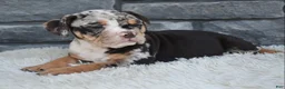 Beabull dogs for sale: Bubba  - Ad 5