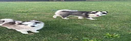 Pomsky dogs for sale: Pomsky 2 - Ad 5