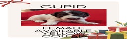 Mixed Breed dogs for sale: Cupid - Ad 1